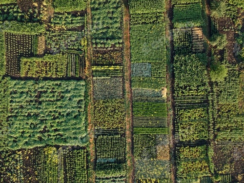 Preview: Green vegetable garden, aerial view