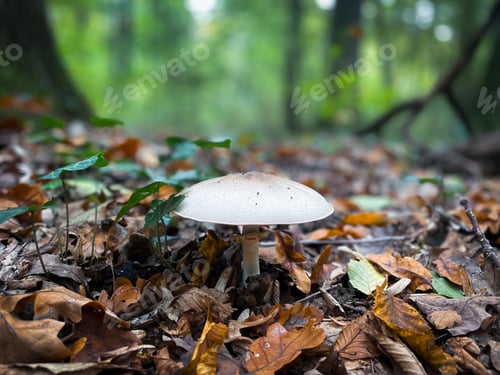 Preview: Close up of tiny mushroom growing in the forest during autumn