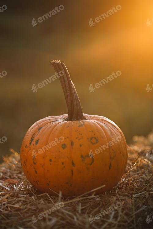 Preview: pumpkin