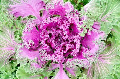 Preview: Cabbage decorative with water drop