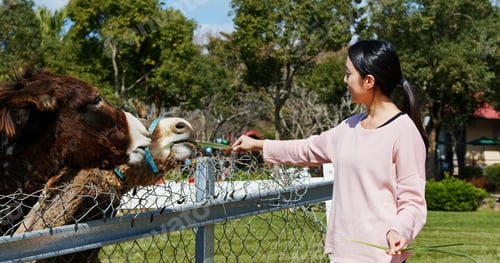 Preview: Woman feed Donkey in the farm