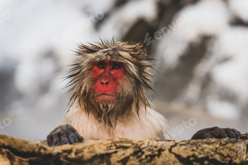 Preview: Japan, Yamanouchi, Jigokudani Monkey Park, portrait of wet red-faced makak
