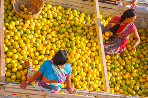Preview: Women sorting orange for packaging