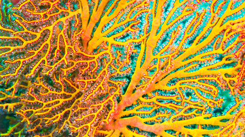 Preview: Sea Fan, Indonesia