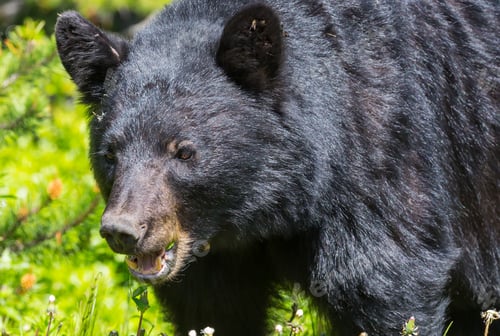 Preview: Black bear