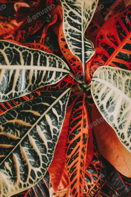 Preview: Amazing details of a codiaeum variegatum
