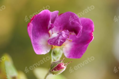 Preview: Pink Rose-Flower Background
