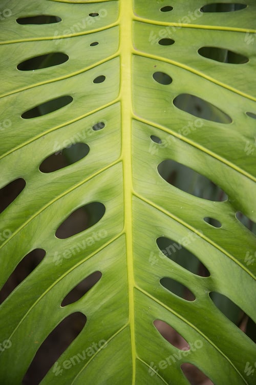 Preview: Large green leaf on tropical island plant in Hawaii