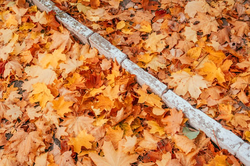 Preview: colorful autumn leaves