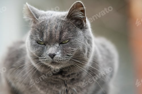 Preview: Closeup portrait of serious grey furry cat