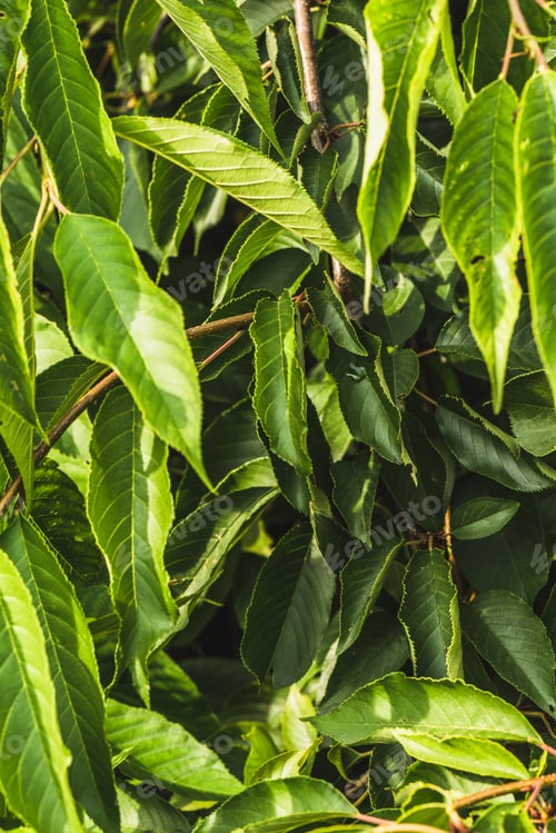 Preview: full frame shot of beautiful green leaves for background