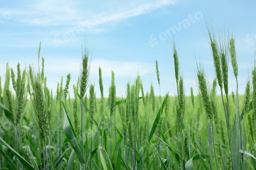Preview: Wheat spikes growing in field outdoors, closeup