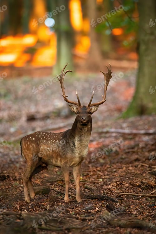 Preview: Fallow deer standing in forest in autumn nature
