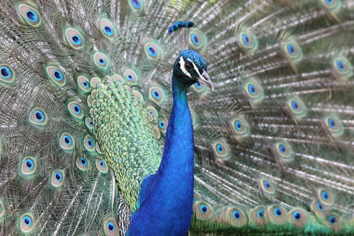 Preview: Peacock close-up portrait