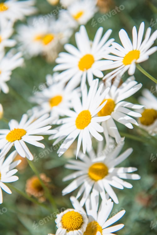 Preview: Blooming white daisies in the garden
