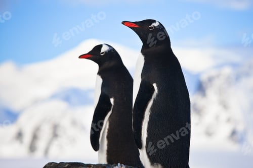 Preview: penguins dreaming on a rock