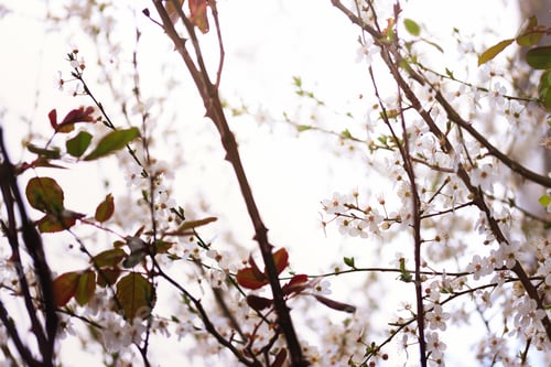 Preview: Blossoming cherry trees in spring, Spring Background