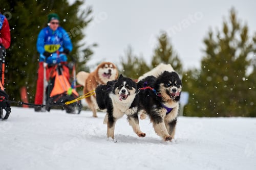 Preview: Husky sled dog racing