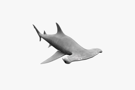 Preview: Monotone illustration shark in lateral profile