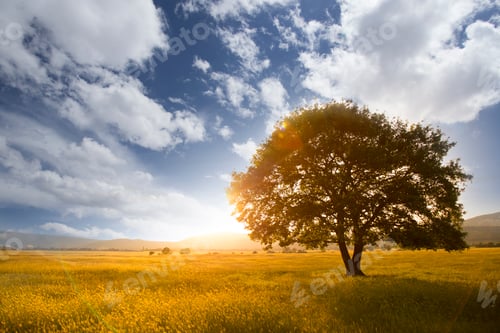 Preview: Lonely tree against a blue sky at sunset