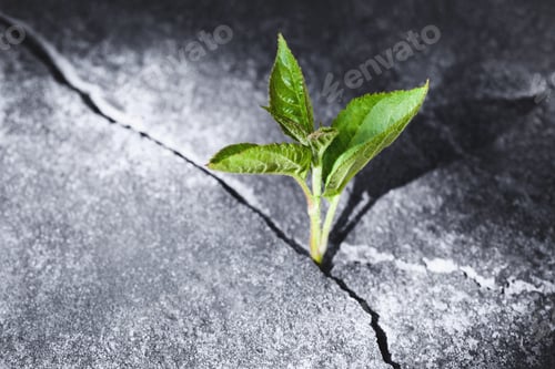 Preview: Green sprout growing in stone slab - rebirth, revival, resilience and new life concept