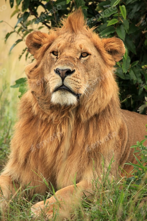 Preview: Male Lion - Kenya