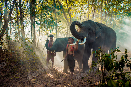 Aperçu: Elephant and farmers in Thailand