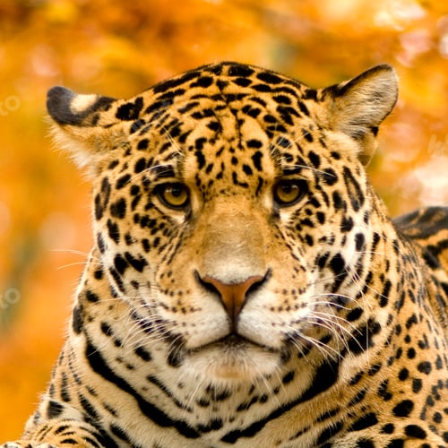 Preview: Jaguar - Panthera onca