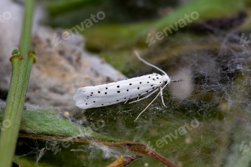 Preview: Newly hatched adult ermine moth