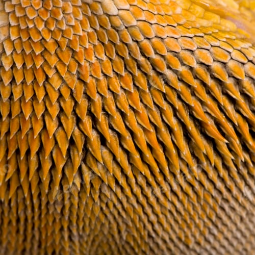 Preview: Close-up of scales on Lawson's dragon, Pogona henrylawsoni