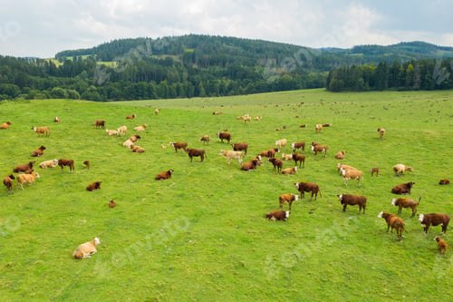 Preview: Top view of cows cattle grazing grass in a green meadow in mountains