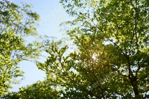 Preview: Low angle view of tree branches against blue sky in early springtime