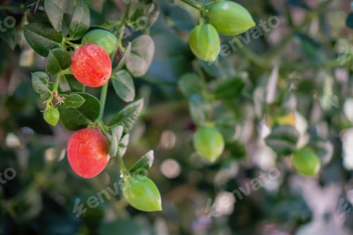 Preview: Natal Plum Carissa macrocarpa fruits