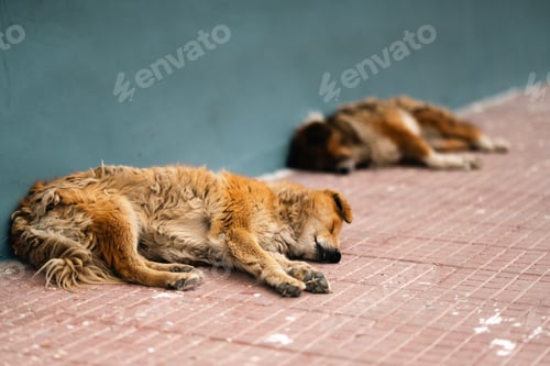 Preview: Stray dog street dog sleeping dog tired dog homeless dog dirty fur pavement sidewalk