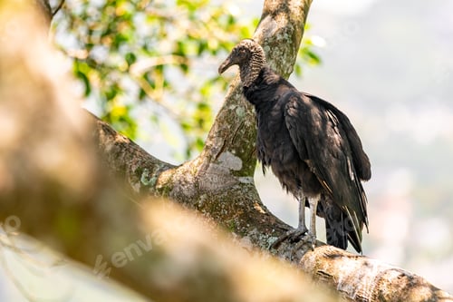 Preview: condor sits on a tree branch on a rock