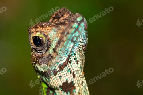 Preview: Brown-patched Kangaroo Lizard, Sinharaja National Park Rain Forest, Sri Lanka