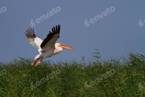Preview: white pelican (pelecanus onocrotalus) in flight