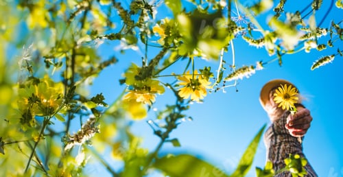 Preview: Woman in the park with flowers summer. Selective focus.