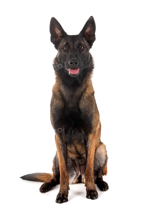Preview: malinois in studio