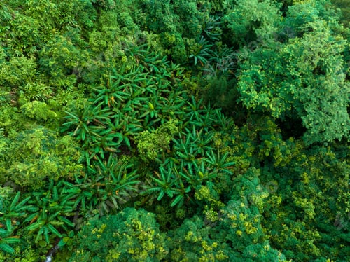 Preview: Aerial view of tropical forest in summer