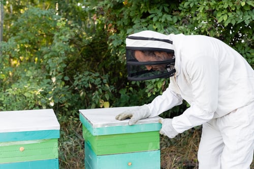Preview: Beekeeper Inspecting Beehives in a Lush Garden