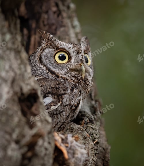 Preview: An Eastern Screech Owl in a Tree
