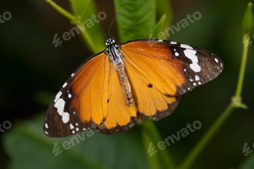 Preview: Hypolimnas Misippus butterfly on a green leaf close up