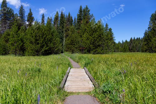 Preview: View of a Path in the Green Forest