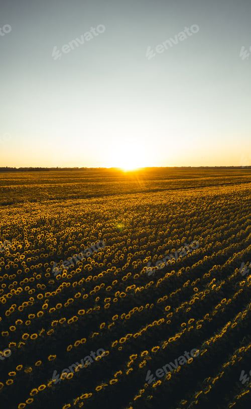 Preview: Sunflowers field at sunset. Tuscan