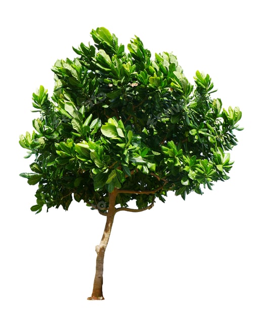 Preview: Tree isolated on white background.