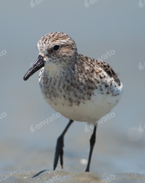 Preview: Close Up of Shore bird, Sanderling in water