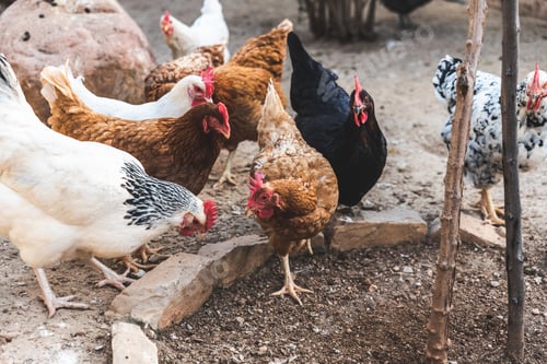 Preview: Hens pecking at the soil of an ecological farm to lay boar eggs.