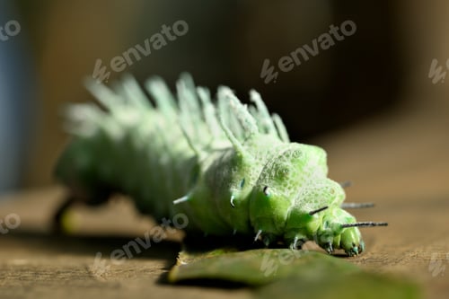 Preview: Large green caterpillar of the Cobra moth (Attacus atlas) with spiny texture