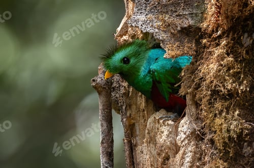 Preview: A Quetzal in Costa Rica